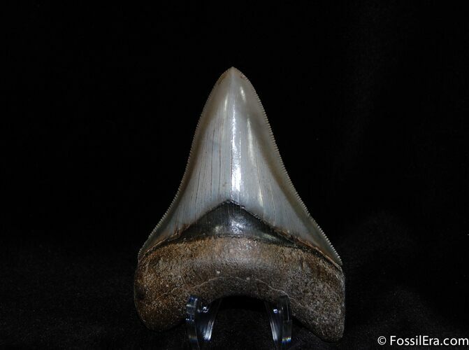 Super Collector Grade Megalodon Tooth Inches #79